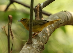Myiothlypis flaveola