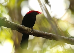 Antilophia galeata