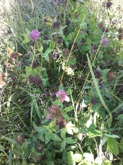 Trifolium pratense