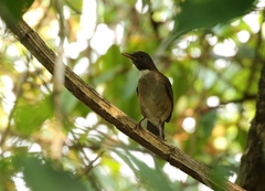 Turdus albicollis