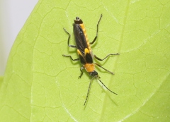 Belotus bicolor