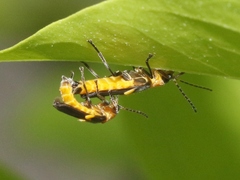 Belotus bicolor