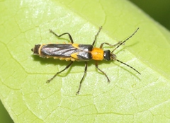 Belotus bicolor