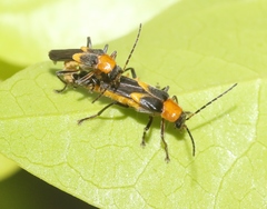 Belotus bicolor