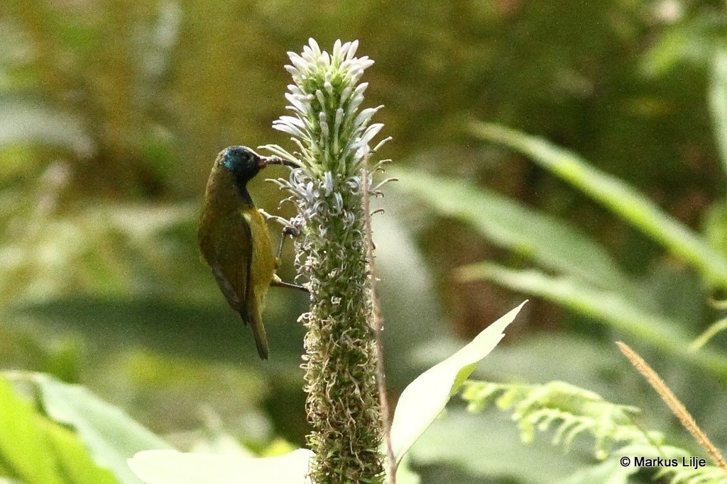 Cameroon Sunbird photo