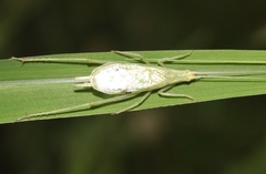 Oecanthus celerinictus