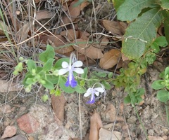 Trichostema arizonicum