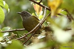 Arizelocichla tephrolaema