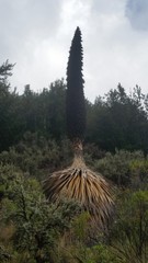 Puya raimondii