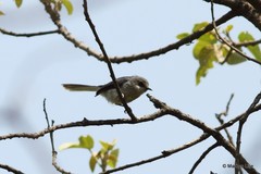Apalis cinerea