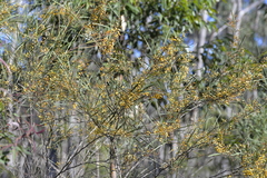 Daviesia wyattiana