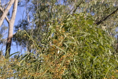 Daviesia wyattiana