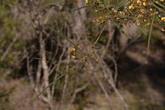 Daviesia wyattiana