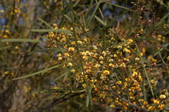 Daviesia wyattiana
