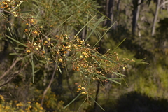 Daviesia wyattiana