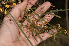 Daviesia wyattiana
