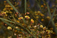 Daviesia wyattiana