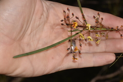 Daviesia wyattiana