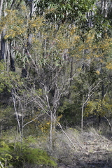 Daviesia wyattiana