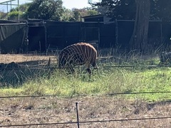 Tragelaphus eurycerus