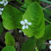 Primrose-leaved Violet - Photo (c) Zihao Wang, some rights reserved (CC BY), uploaded by Zihao Wang