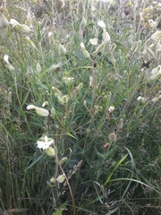 Silene latifolia