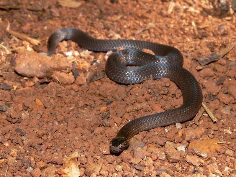 Northern Dwarf Crowned Snake (Snakes of the Townsville Region ...