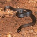 Northern Dwarf-crowned Snake - Photo (c) dhfischer, some rights reserved (CC BY-NC), uploaded by dhfischer