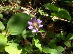 Prunella vulgaris lanceolata