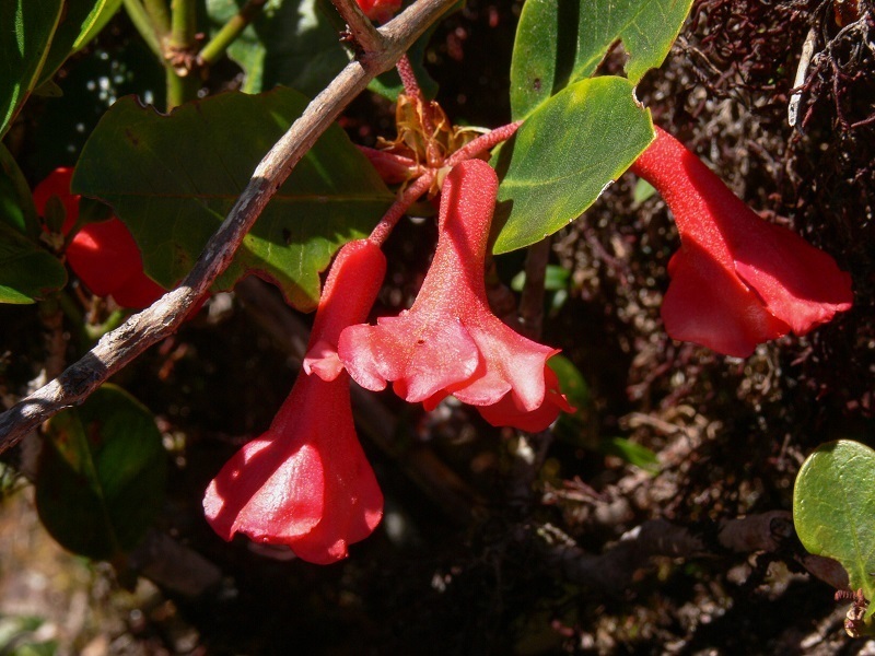 Đỗ quyên úc – Rhododendron lochiae