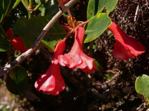Rhododendron lochiae observed 2007-12-09