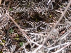 Techmarscincus jigurru