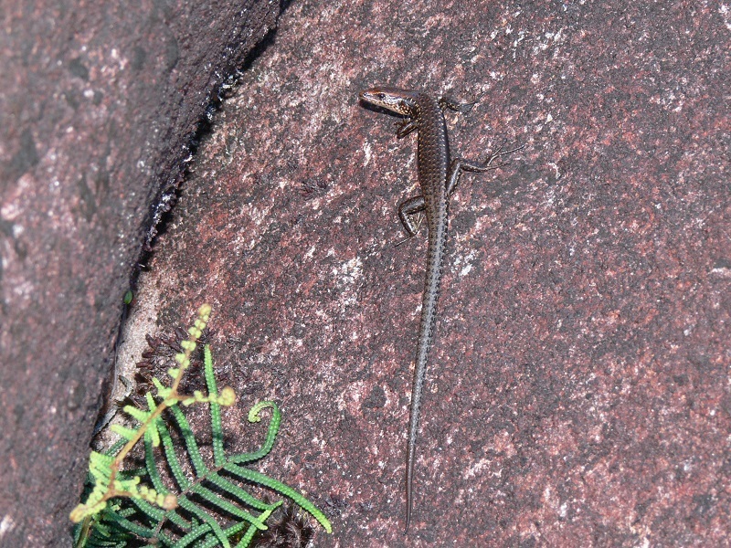Bartle Frere Cool-Skink