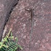 Bartle Frere Coolskink - Photo (c) dhfischer, some rights reserved (CC BY-NC), uploaded by dhfischer
