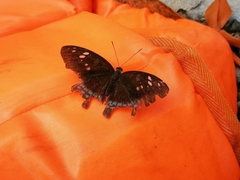 Tanaecia whiteheadi