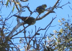 Polytelis anthopeplus