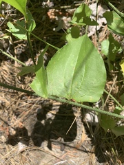 Smilax californica