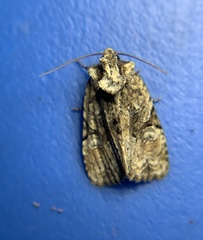Oligia modica