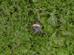 Leptodius gracilis