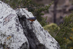 Pseudosaltator rufiventris