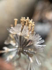 Chaenactis suffrutescens