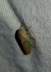 Polana quadrinotata