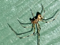 Phylloneta pictipes