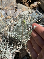 Chaenactis suffrutescens