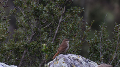 Ochetorhynchus andaecola