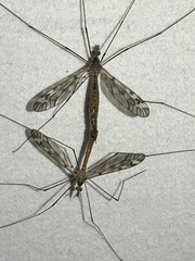 Tipula trivittata