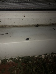 Otiorhynchus sulcatus