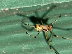 Phylloneta pictipes