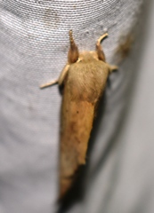 Oraura longipennis