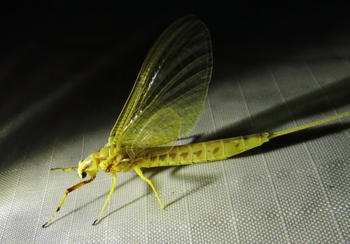 Giant Mayfly photo 4
